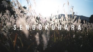 HAKONE amp SENGOKUHARA 箱根 仙石原  JAPAN CINEMATIC TRAVEL VLOG [upl. by Hamrnand723]