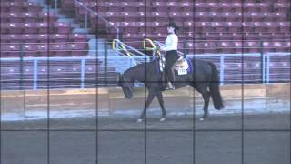 Talia Sparrow Shows AQHA mare [upl. by Nomrej635]