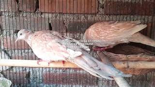 Perbedaan Derkuku RWS Leo Merah MKH dan Lropard kitatmasbirdfarm 085648080404 [upl. by Maharva]