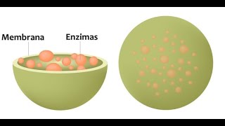 lisosomas y peroxisomas [upl. by Cyler446]