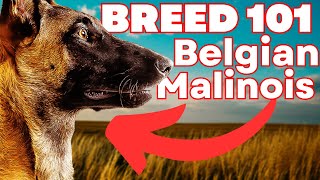 BELGIAN MALINOIS 101 Everything You Need To Know About the Belgian Malinois [upl. by Brinna944]