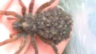 Wolf Spider with babies2 [upl. by Hauger]