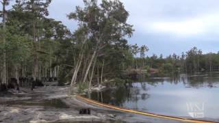 Sinkhole Video Trees Swallowed By Lousiana Sinkhole [upl. by Issirk]