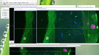 Fiji Is Just ImageJ  Extended Orthogonal Views and Reslice [upl. by Hancock]