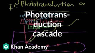 The phototransduction cascade  Processing the Environment  MCAT  Khan Academy [upl. by Yssirc]