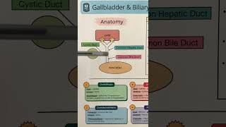 🔥 Anatomy in 60 SECONDS Gallbladder Bile Ducts Liver Biliary Tree amp System [upl. by Thorr490]