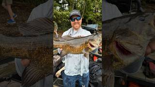 7 pound Susquehanna Smallmouth Caught September 22 2024 in a Williamsport Bassmaster tournament [upl. by Junette]