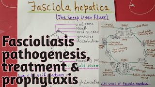 Fasciola hepatica  full notes explain in hindi [upl. by Sprung770]