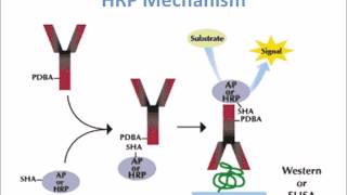 Horse Radish Peroxidase HRP Mechanism of Action [upl. by Fairman154]