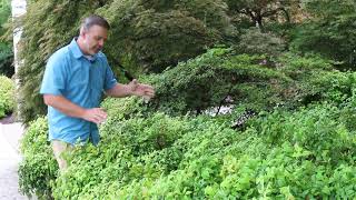 Dwarf Nandinas Nandina domestica Darf Cultivars  Plant Identification [upl. by Atsilac943]