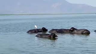 Búfalos nadando en El Salvador Laguna de Olomega San Miguel ¿A qué se debe esto [upl. by Ocram]