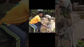 Ishowspeed meets Kangaroo🦘😅shorts shortvideo entertainment [upl. by Rhea]