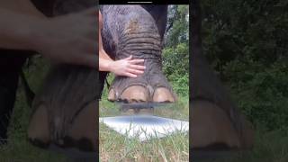 Elephant foot print shorts facts youtubeshorts [upl. by Latoya340]