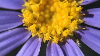 Olloclip Macro Pro Lens BLUE MARGUERITE [upl. by Mak]