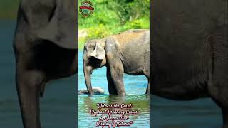 Giant Water Drinking Elephant Natures Impressive Show Elephants Wildlife ElephantsDrinkingWater [upl. by Sualocin]