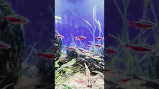 THE Planted 110 Gallon Tank DaniKenAquatics [upl. by Ennayt]