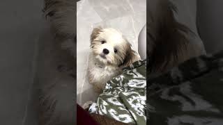 Dog sounds  dogs reaction to sound shihtzu shiroshorts dogssound puppybarking viral trending [upl. by Reffinej]