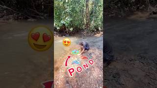 Nadi pe bnya natural pond😍bhot sare shrimps🦞crabs🦀fish🐠🐡release kyeshortsfeedshortsminivlog [upl. by Rocker]