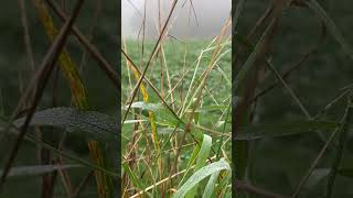 Allerheiligen und der Nebel der Seelen 🐦‍⬛🕯️nebel natur [upl. by Anoli694]