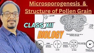 Microsporogenesis in Plantssexual reproduction in flowering plants class 12 ncertcbse neet exams [upl. by Uokes]