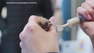 Rare Pygmy Slow Loris Born at Memphis Zoo [upl. by Grube]