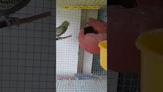 terrace birds Aviary  cage 1 grey budgie pair update  my Little World [upl. by Naneik]