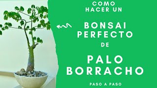 Cómo Hacer un Bonsái de Plantas Nativas  Guía Paso a Paso [upl. by Yhtac]