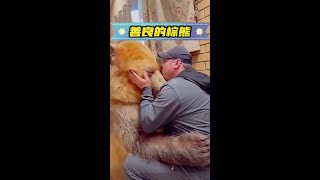 德牧從野外帶回一隻小熊，長大後的熊非常溫柔 萌寵 神奇動物在抖音 抖音動物圖鑑 感人 [upl. by Cynthea]