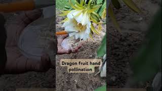 Dragon fruit flower pollination technique [upl. by Nagaet]