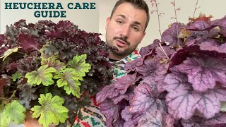 Growing and Caring for Heucheras Coral Bells in Containers [upl. by Earehs625]