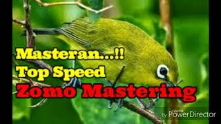 Zomo Mastering Zosterops Top Speed Joko Lisandono [upl. by Nerti]