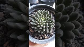 SUCCULENT SINOCRASSULA YUNNANENSIS [upl. by Yaresed583]