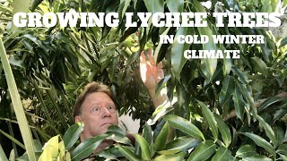 GROW A LYCHEE TREE  COLD CLIMATE UPDATE  USDA zone 9B [upl. by Gaylord]