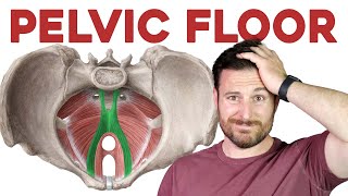 The Pelvic Floor Muscles Explained  Corporis [upl. by Winston775]