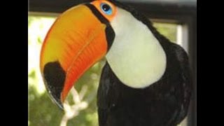 TOCO TOUCAN PROVEN BREEDING PAIR SOLD [upl. by Iormina180]