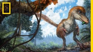 Dinosaurs Feathered Tail Found Remarkably Preserved in Amber  National Geographic [upl. by Kirtap]