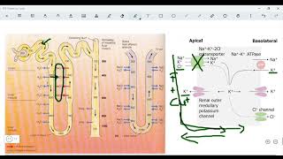 RENAL PHARMACOLOGY I Loop  thiazide  K sparing diuretics [upl. by Ative898]