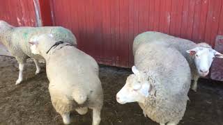 Orange line breeding group of IleDeFrance sheep [upl. by Leahcimnoj201]