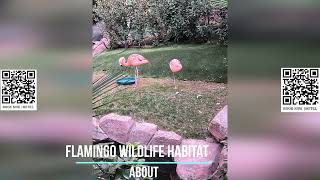 Flamingo Wildlife Habitat [upl. by Idoj192]