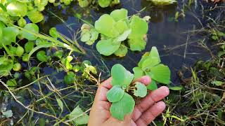 how to reproduce water lettuce [upl. by Garey130]