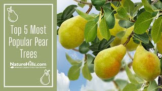 Top 5 Most Popular Pear Trees  NatureHillscom [upl. by Tlaw]