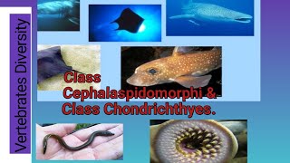 Class Cephalaspidomorphi ampClass Chondrichthyes [upl. by Eaton994]