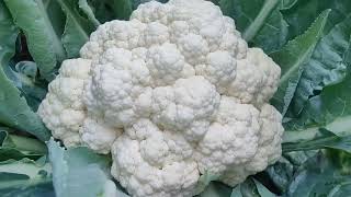 Cauliflower Yield After NPK Fertilizer Application  1 Month Later [upl. by Gerry]