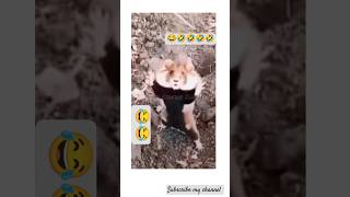 Mouse funny videosshortsmickeymouse funny mouse cuteanimal animals mousegaming [upl. by Cybill]