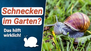 Schneckenbefall im Garten ❌ 🐌 Was tun [upl. by Dong933]