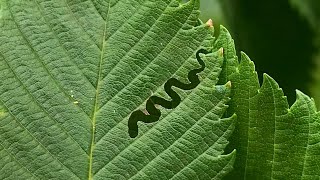 Invasive Insect in Minnesota First Detected on iNaturalist [upl. by Conley39]