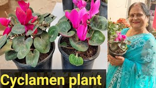 How to grow and care Cyclamen plantAll about Cyclamen plant [upl. by Alejandrina]