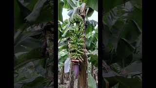 A origem da palavra banana valedoribeira turismonovaledoribeira [upl. by Norra]