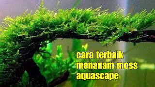 4 cara menanam moss aquascape how to plant aquascape moss [upl. by Persson]