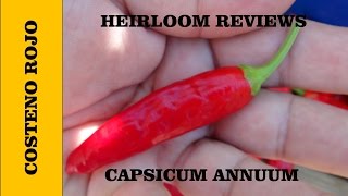 ⟹ Costeno Rojo Pepper  Capsicum annuum [upl. by Mota]